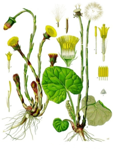 TUSSILAGE