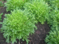 FRISÉE