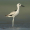 Image Charadriiformes