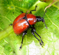 ATTÉLABE