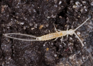 DIPLOURE