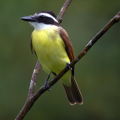 KIKIWI