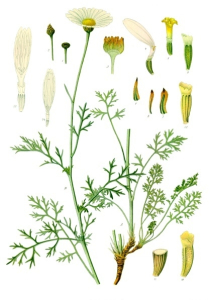 PYRÈTHRE