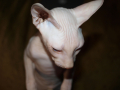 SPHYNX