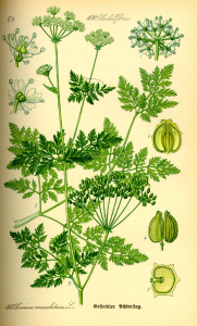 CIGÜE