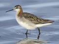 PHALAROPE