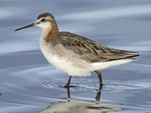 PHALAROPE