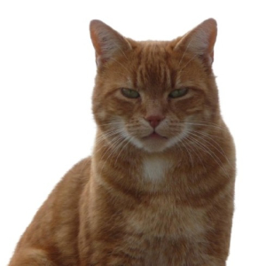 CHAT