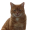 Image Felidae