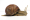 Image Gastropoda