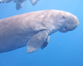 DUGONG