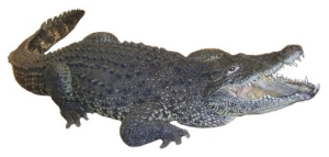 CROCODILE