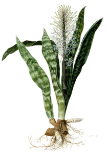 SANSEVIÈRE