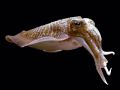 SEICHE
