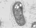 NITROBACTER
