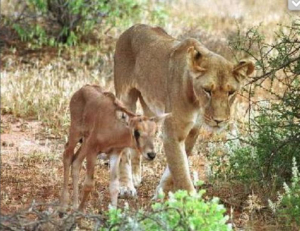 La Lionne et l'Oryx