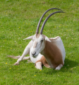 ALGAZELLE