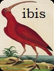 ibis