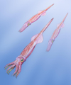 BÉLEMNITE