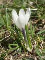 CROCUS