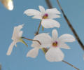 DENDROBIUM