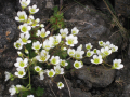 SAXIFRAGE