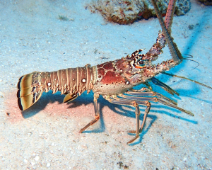 LANGOUSTE
