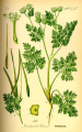 SCANDIX