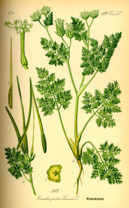 SCANDIX