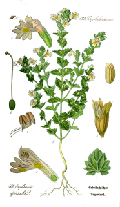EUPHRAISE