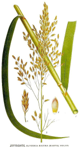 GLYCÉRIE