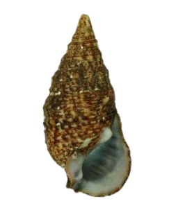 CÉRITHE