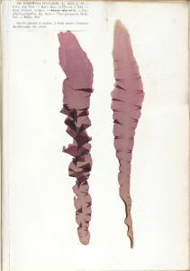 BANGIÉE