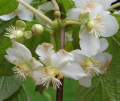 ACTINIDIA