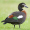 Image Anatidae