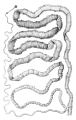 CESTODE
