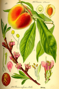 PÊCHER