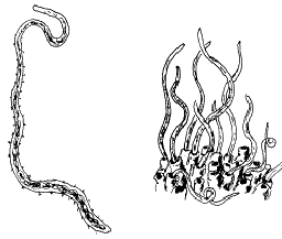TUBIFEX