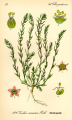 KOCHIA