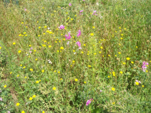 Les fleurs des champs