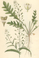 CAPSELLE