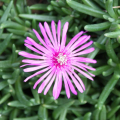 LAMPRANTHUS