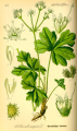 SANICLE