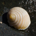 NÉRITE
