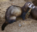 PUTOIS