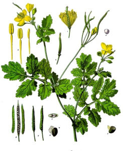 CHÉLIDOINE