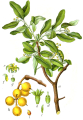 LORANTHUS
