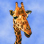 lagirafe