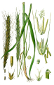 SEIGLE