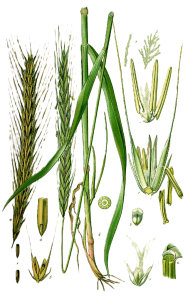 SEIGLE